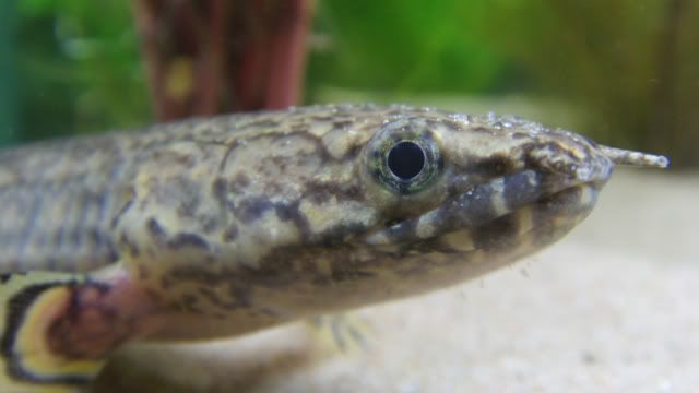 Bichir2.jpg