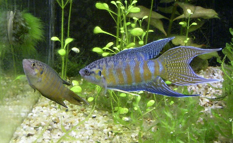 Paradise_fish_female_and_male_02.jpg
