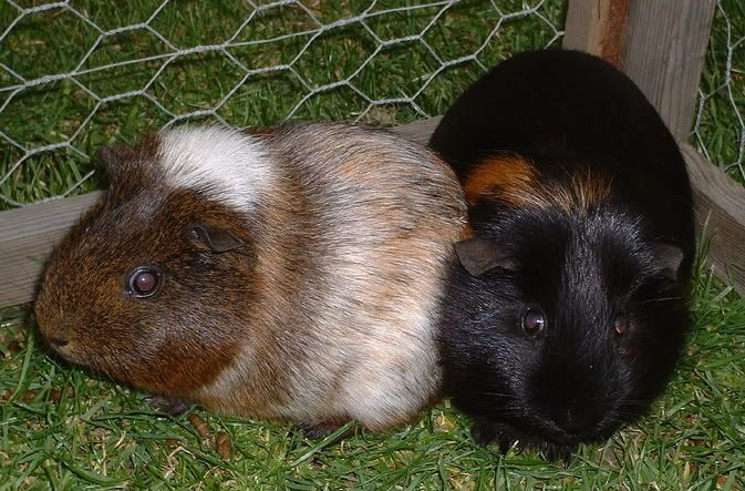 guinea.jpg