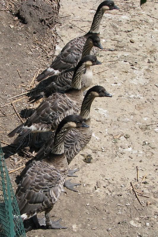 Goose3.jpg