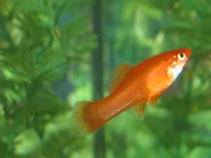 fish_a.jpg