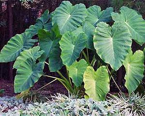 300px-Elephant-Ear-Pant.jpg