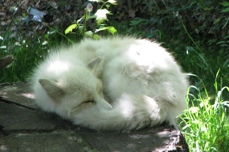 ArcticFox2.jpg
