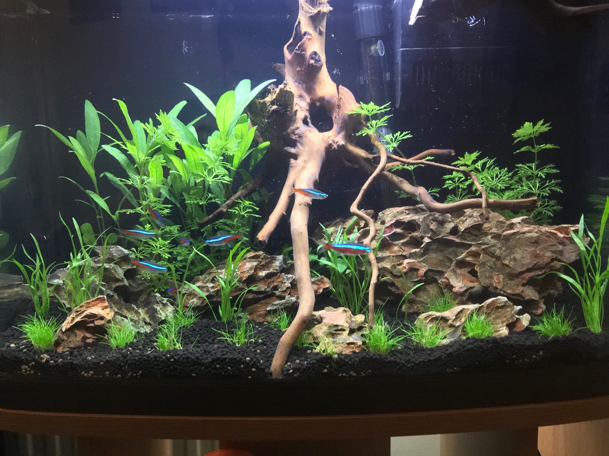 tank2-jpg.87716