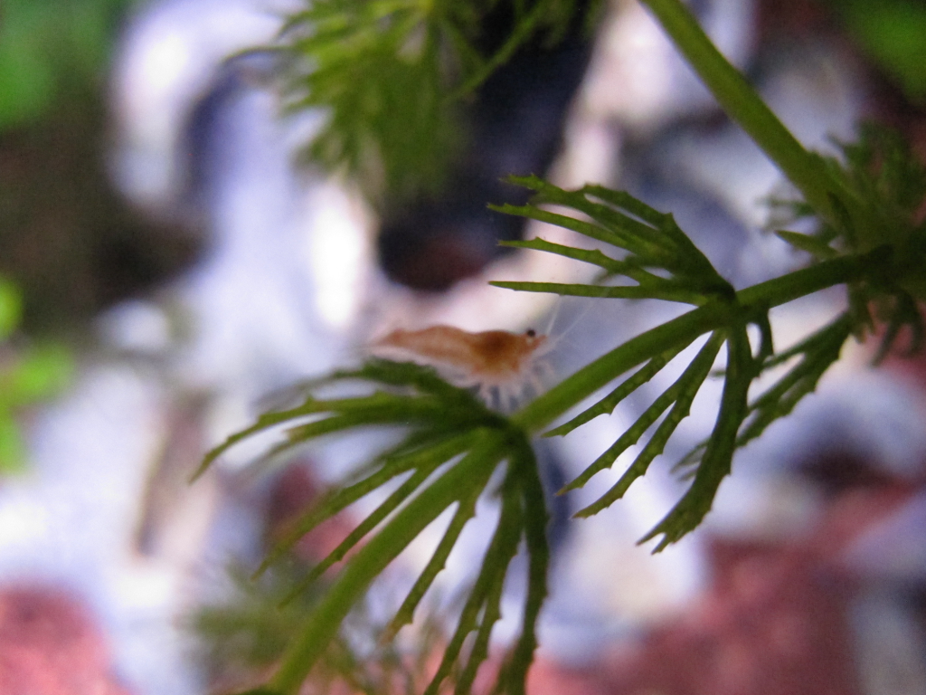 RCS-Shrimplet.png