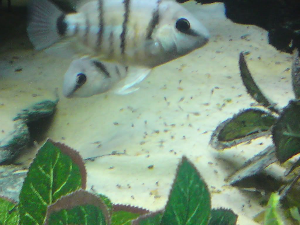 DSC00459.jpg