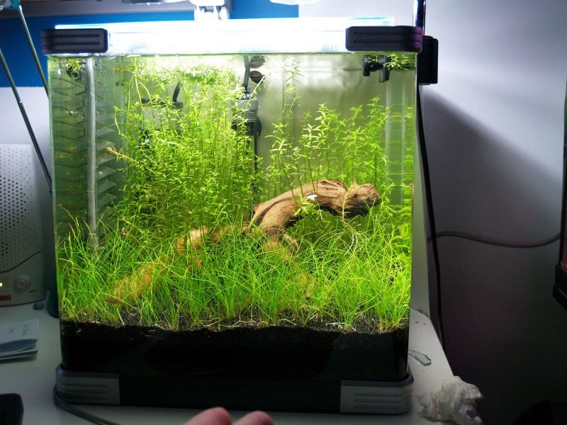 Fishcube60.jpg