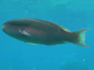 SDC12230-1.jpg