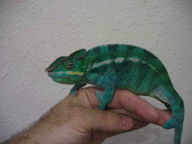 chams001-1.jpg