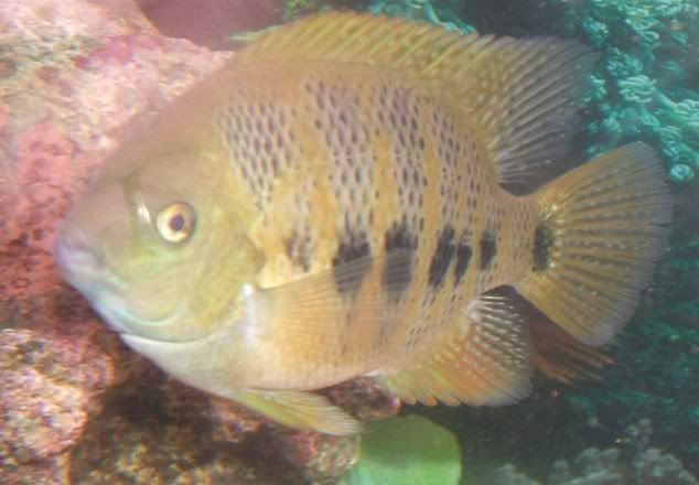 severum.jpg