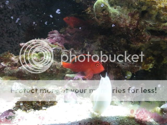 fishtanks003.jpg