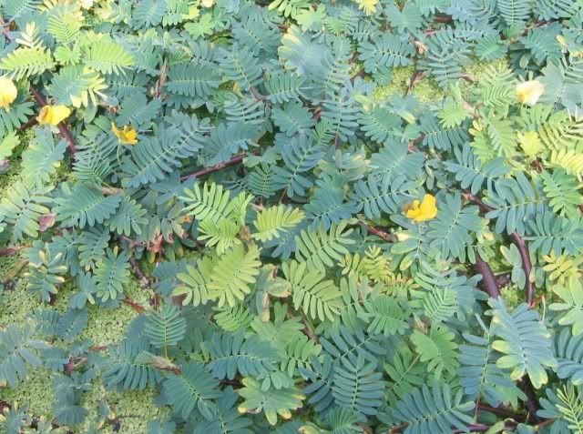 Mimosaceae-Aeschynomene20fluitans-0.jpg