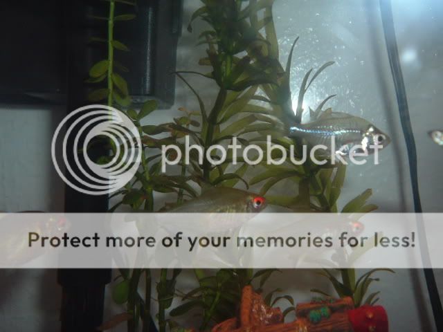 sickglassfish001.jpg