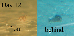 Trilineatus_day12.png