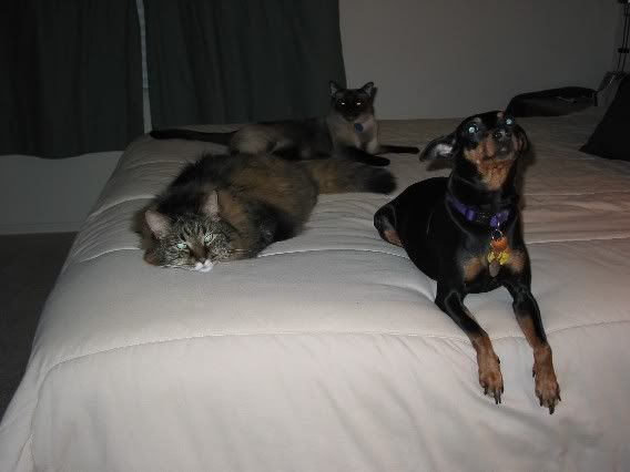 Three_cuties_bed2.jpg