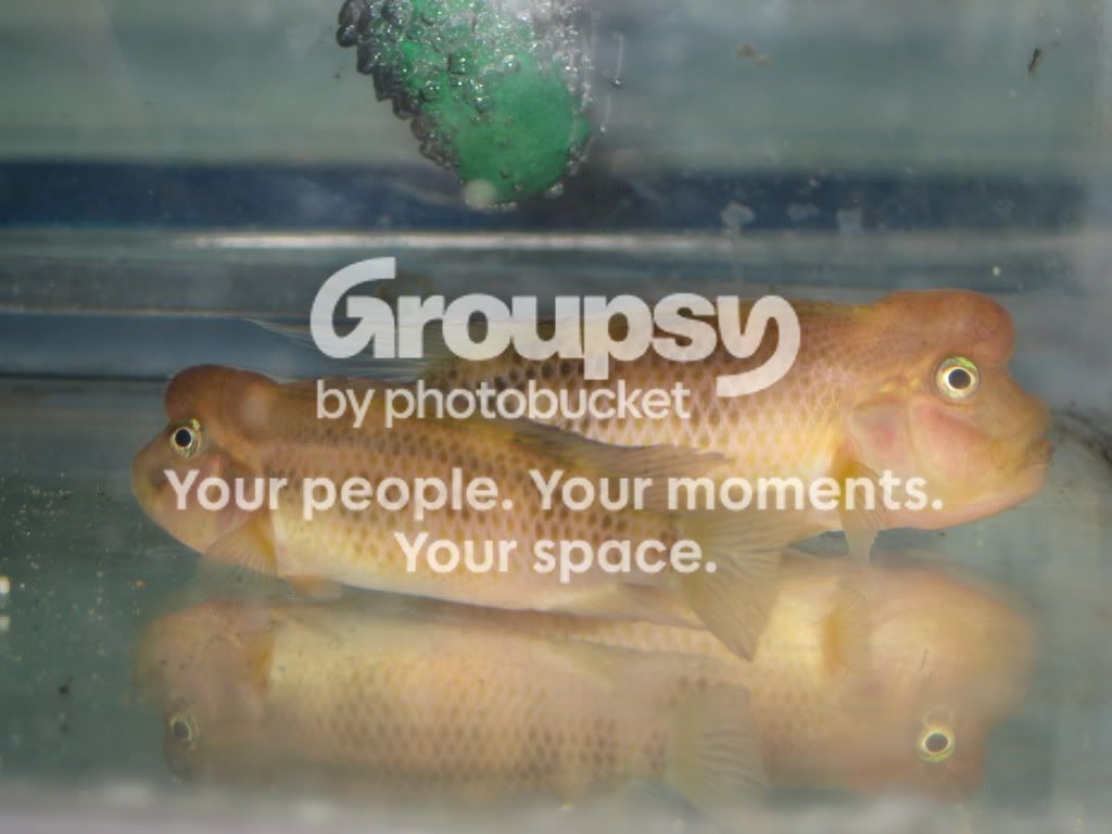 SpringFishExpo10025.jpg