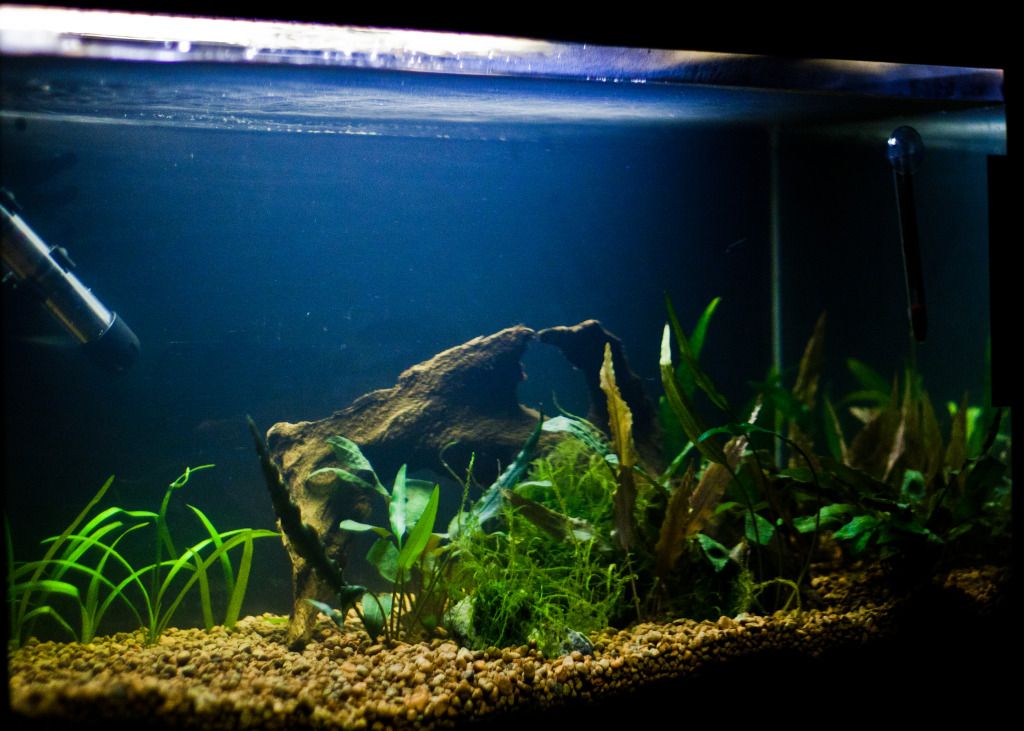 Fish-11.jpg