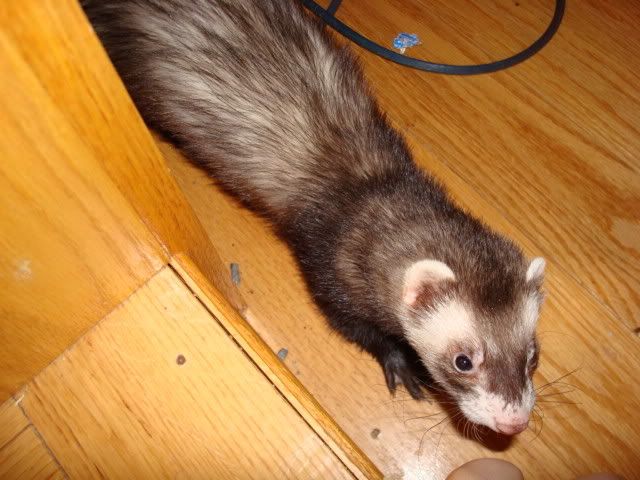 ferrets016.jpg