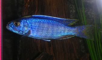 leciblue.jpg