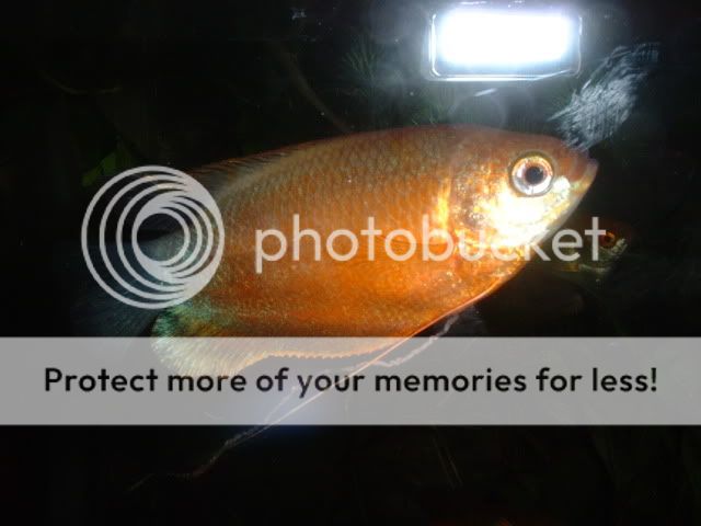 DSCF0049.jpg