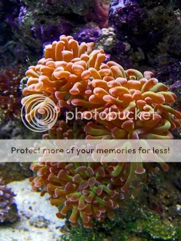2009_0721Reef0020a.jpg