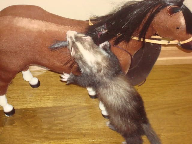 ferrets027.jpg