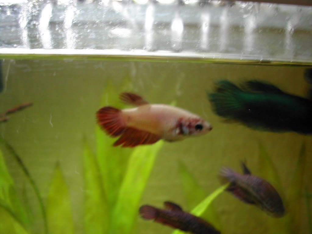 DSCN4389.jpg