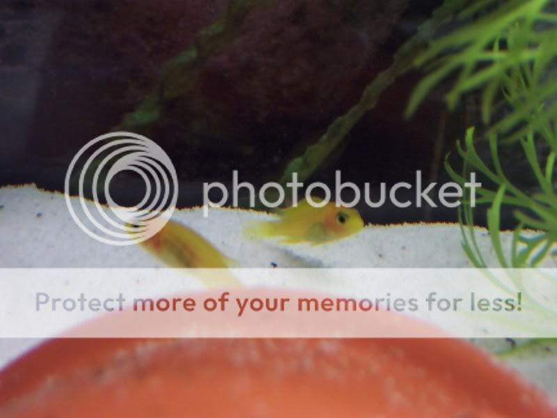 camerafryect012.jpg