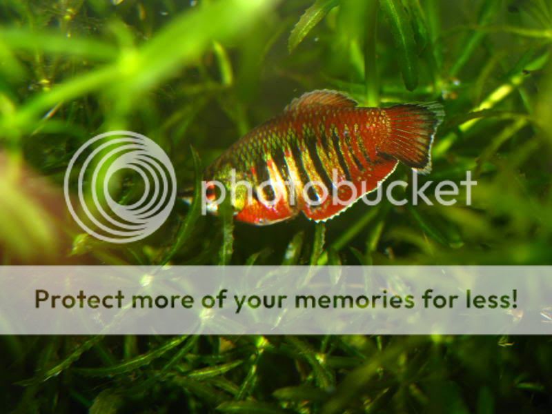 Samurai_Gourami_06.jpg