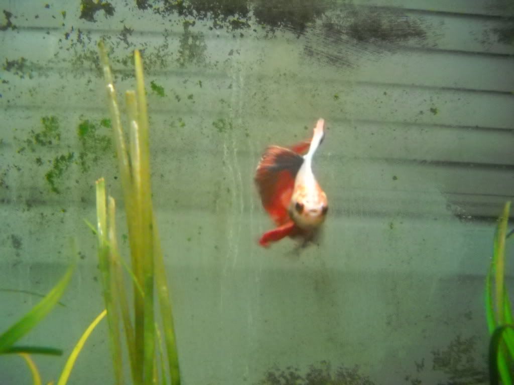 acewithhealedfins012.jpg