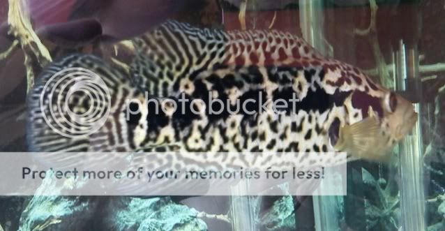 LilPhelpsysfish.jpg