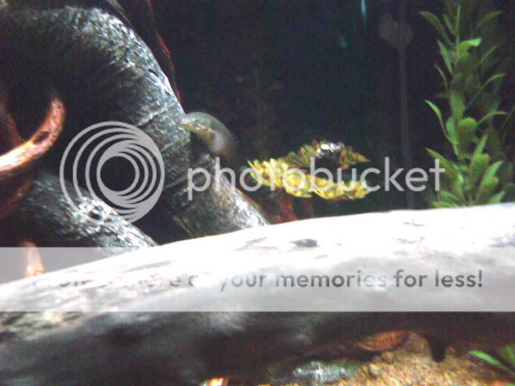 Bichir3.jpg