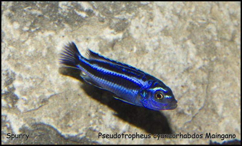 PseudotropheuscyaneorhabdosMaingano.jpg