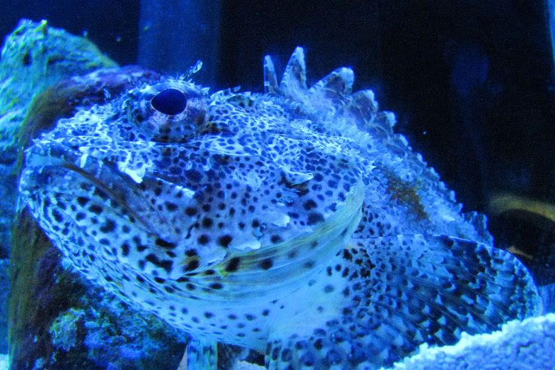 saltwater1.jpg