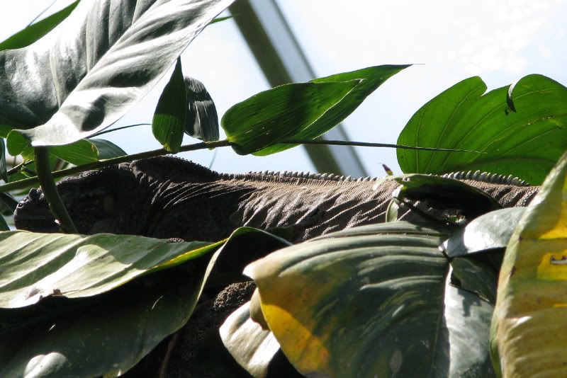 Iguana2.jpg