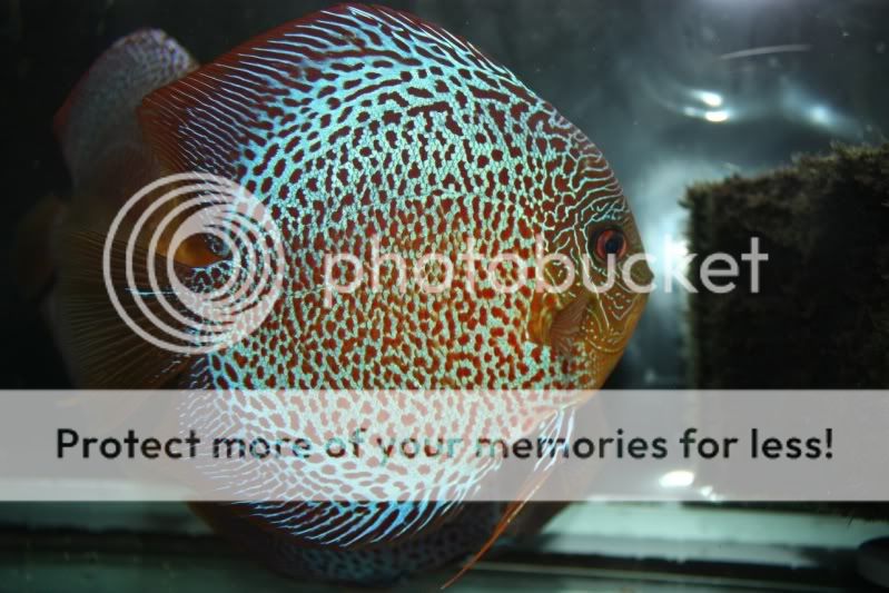 fish6-1.jpg