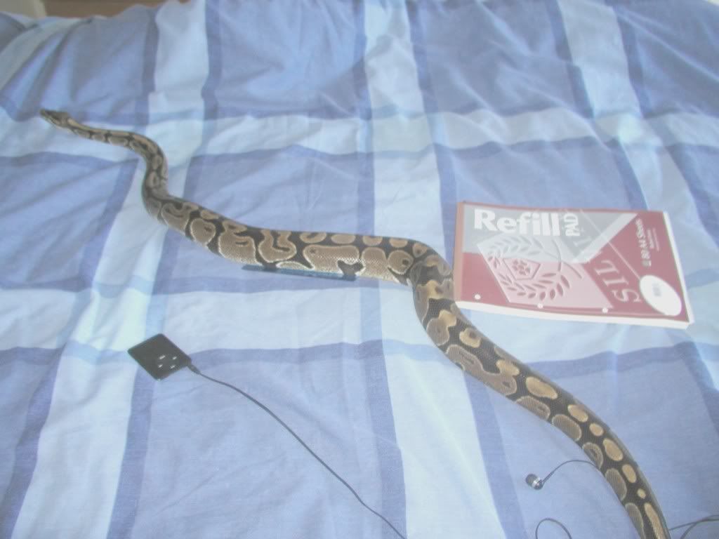 bed1.jpg