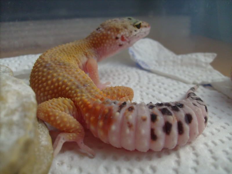 Picsofpetsoctober08073.jpg