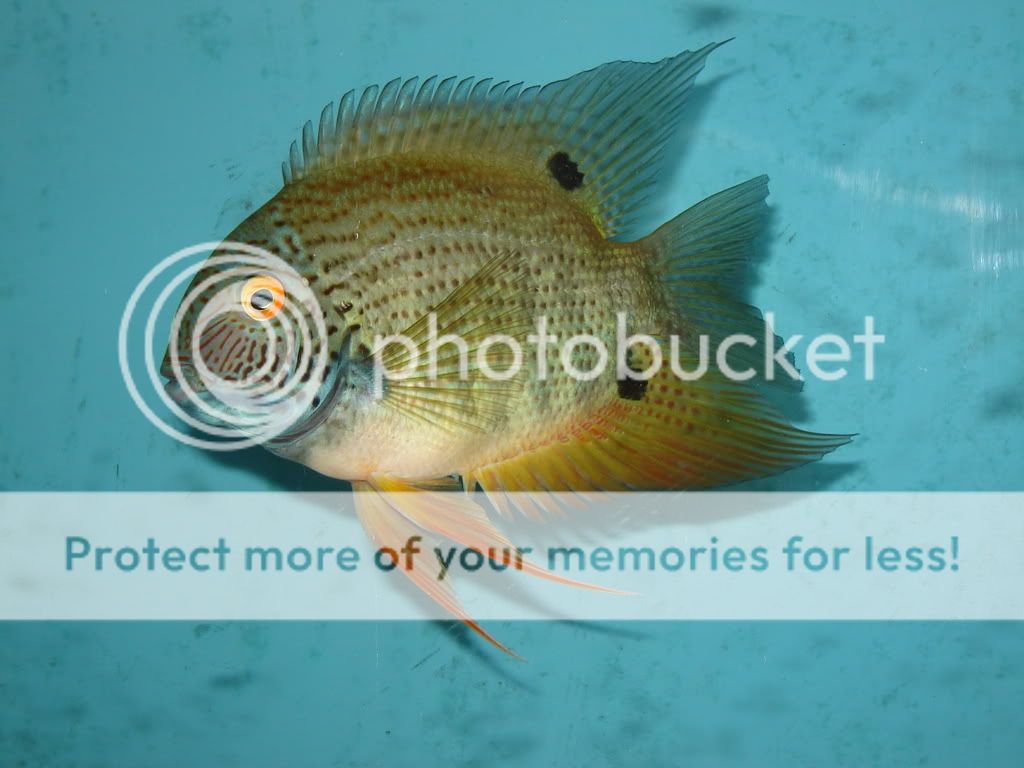 Daddy_fish.jpg