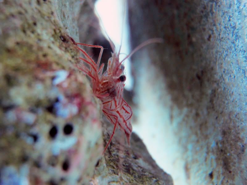 Pep-Shrimp-Macro22222.jpg