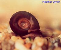 planorbis_spec_1.jpg