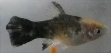 FishPictures047.jpg
