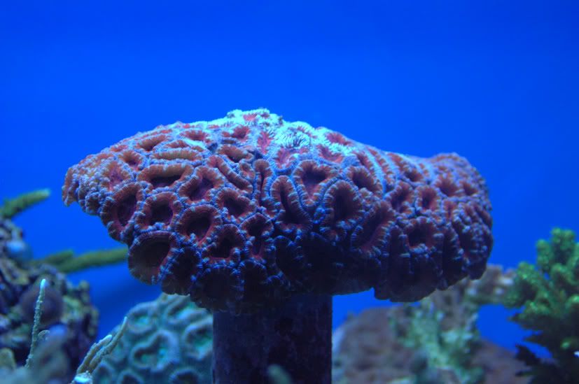 reef4.jpg