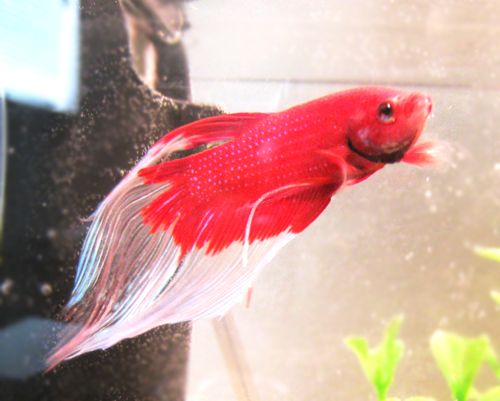 NewFish.jpg