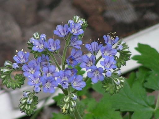 blueflowers.jpg