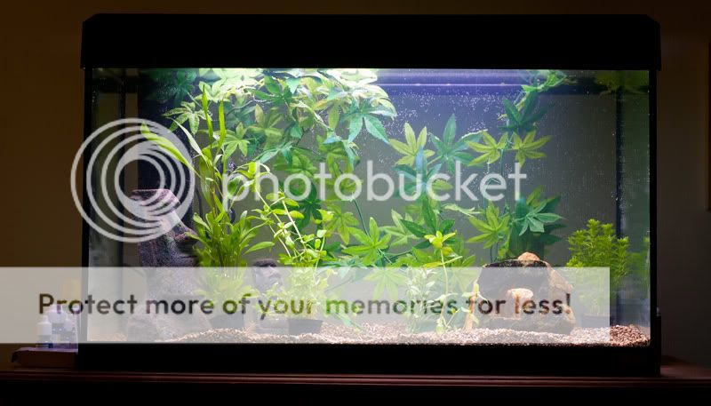 fish-tank.jpg