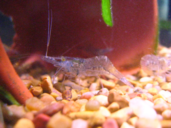 ghost-shrimp.JPG