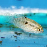 flagfish.jpg