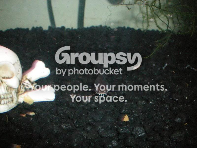 PictureorVideo001.jpg