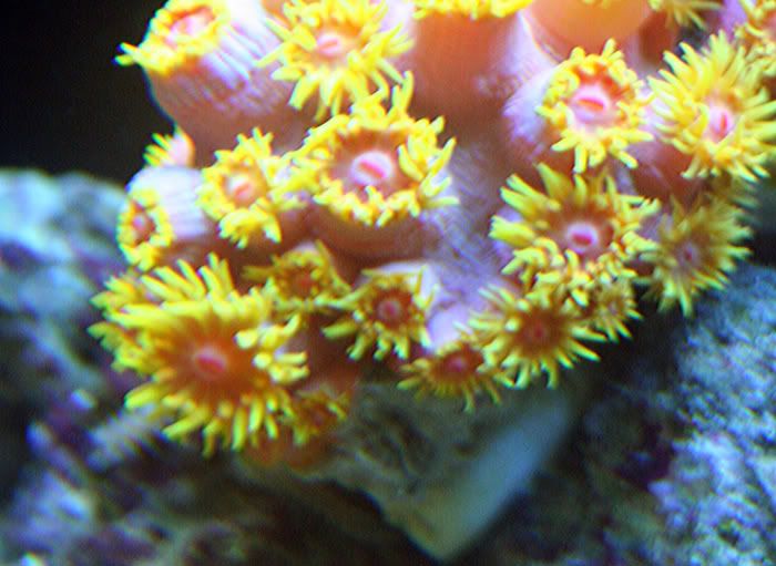 fishtank11thmay2010009.jpg